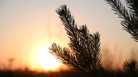 Spruce tree at sunset Stock Footage 239935122