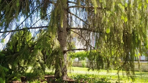 Spruce tree  time lapse 動画素材 194780988