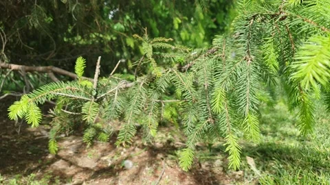 Spruce tree  time lapse Stock Footage 196166053