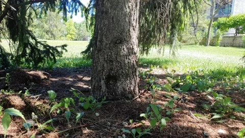 Spruce tree timelapse 動画素材 194780154