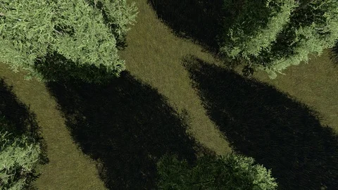 Spruce Tree From Top View 3D Rendering Stock Footage 120392672