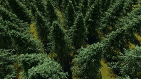 Spruce Tree From Top View 3D Rendering Stock Footage 120393381