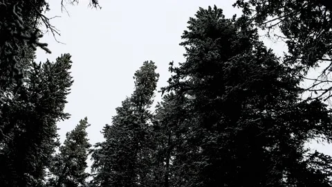 Spruce Tree Tops Spinning in Mountain Forest Stock Footage 144968165
