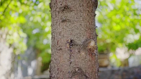 Spruce, tree trunk and branches close-up Stock Footage 124192468