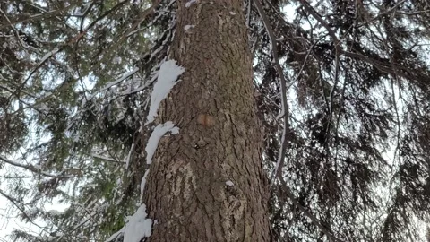 Spruce tree trunk with feeder in winter. Nature 4K Stock-Footage 174248202