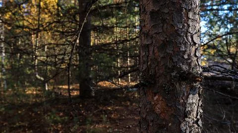 Spruce tree trunk on forest background Foto stock