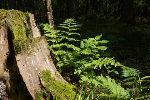 Spruce tree trunk moss wrapped and juvenile fern grows over, Bialowieza Fores Stock Photos