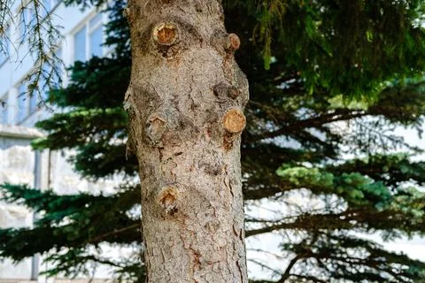 Spruce tree trunk with sawn off branches. Stock Photos