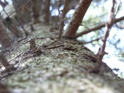 Spruce Tree Trunk, View From Below Stock Photos