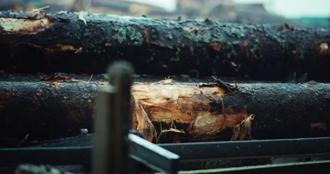 Spruce tree trunk from which the bark is mechanically removed. Sawmill wood Stock Footage 195204122