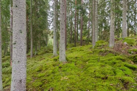 Spruce tree trunks in a moss covered forest Stock Photos