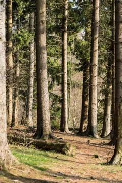 Spruce tree trunks Stock Photos