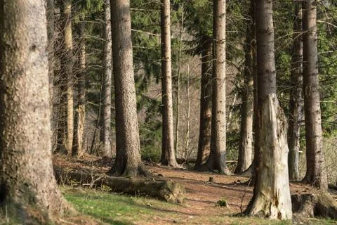 Spruce tree trunks Foto stock