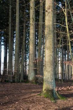 Spruce tree trunks Stock Photos