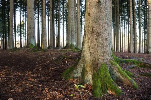 Spruce tree trunks Stock Photos