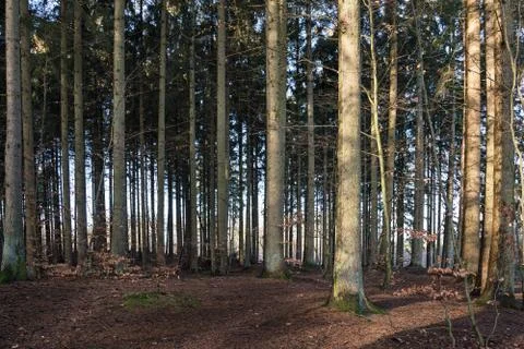 Spruce tree trunks Stock Photos