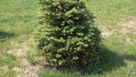 Spruce tree is watered in slow motion Stock Footage 201241376