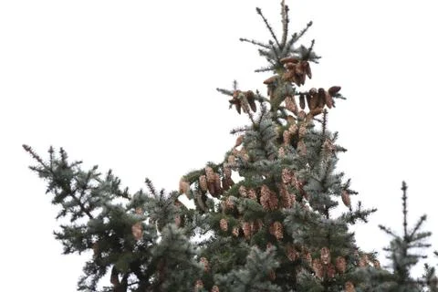 Spruce tree on a white background Foto stock