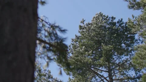 Spruce tree in wind Stockbeeldmateriaal 237754194