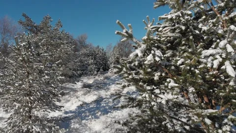 Spruce tree in winter covered with snow in Beskids Mountains Stock Footage 144458815