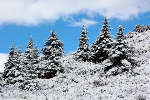 Spruce tree winter Stock Photos