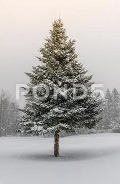 Spruce Tree in Winter Snow Storm with Sunshine Stock Photos