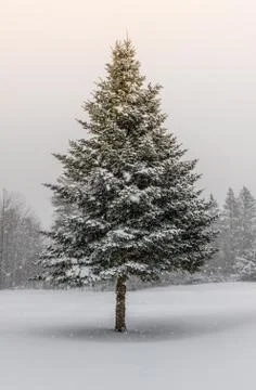 Spruce Tree in Winter Snow Storm with Sunshine Stock Photos