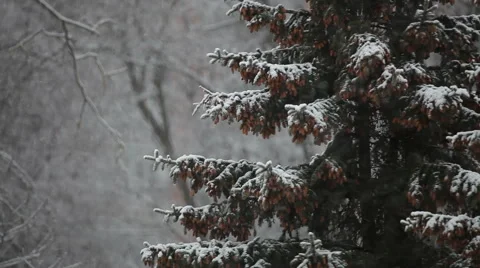 Spruce tree in winter in a snowstorm Vídeos de archivo 55631076