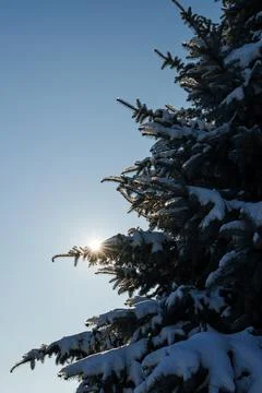 Spruce tree in winter. The sun's rays shine through the branches. Stock Photos