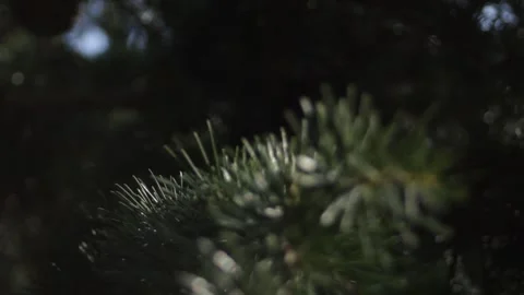 Spruce trees. Close-up of spruce needles on a twig, swaying in the wind in the Stock Footage 315179867