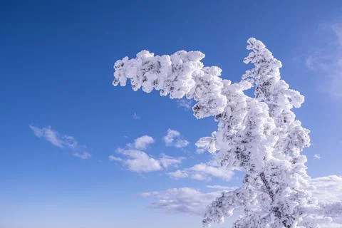 Spruce trees covered with fluffy snow on blue background of sky Stock Photos