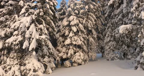 Spruce trees covered with snow in pristine nature Video stock 146094251