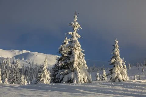 Spruce trees covered with white fluffy snow in the winter mountains, Carpat.. Stock Photos