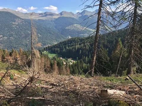 Spruce trees dead due to bark beetle Stock Photos