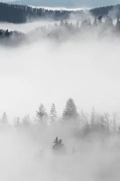 Spruce trees emerging from mist on forest hilltops Stock Photos