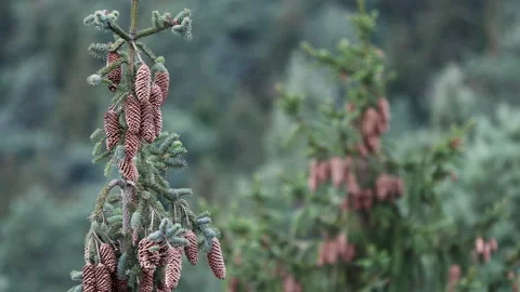 Spruce trees Stock Footage 137219009