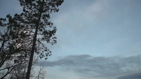 Spruce trees in front of a blue sky Video stock 147550765