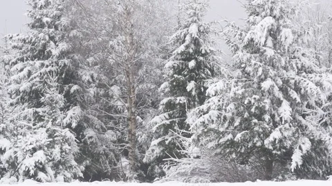 Spruce trees in heavy snow in the winter forest Stock Footage 147549465