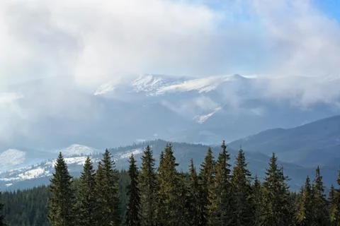 Spruce trees in the mountains Foto stock