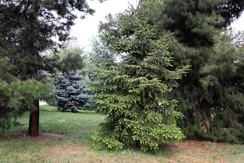 Spruce trees in the park Stock Photos