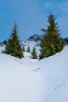 Spruce trees Stock Photos