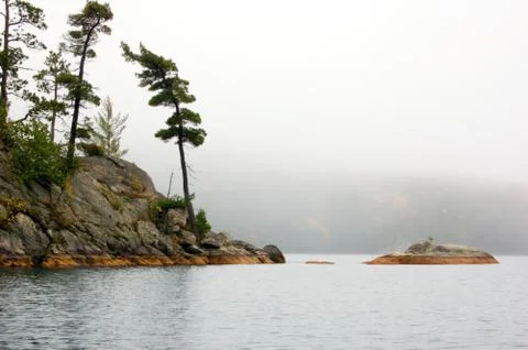 Spruce trees Stock Photos