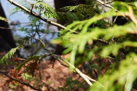 Spruce Trees Foto stock