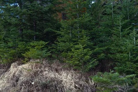 Spruce trees Stock Photos