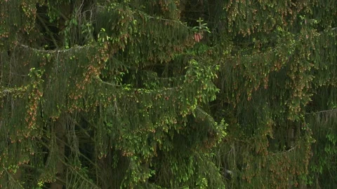 Spruce trees showing fresh green shoots and young cones in springtime Stock Footage 327322453