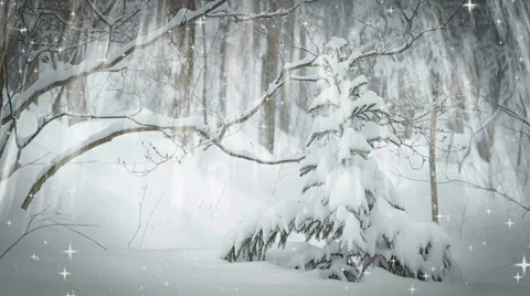 Spruce trees in snowy forest. Stock Footage 36411822