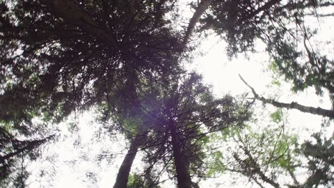 Spruce trees in summer Stock Footage 93715705