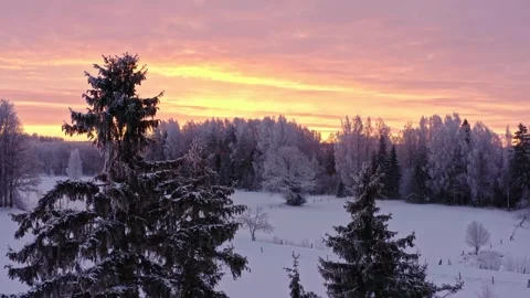 Spruce Trees at Sunrise Stock Footage 256686916