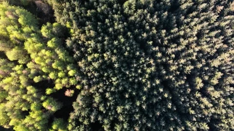 Spruce Trees, Vertical Down, Limavady, Northern Ireland, 26 April 2024 Stock Footage 274302902