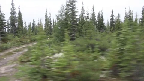 Spruce trees viewed from a car Stock Footage 81830702